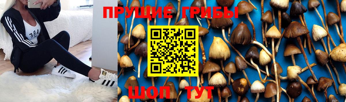 Псилоцибиновые грибы Cubensis Бердск